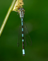 Northern Damselfly Coenagrion hastulatum