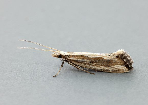 18.003 BF465 Plutella porrectella