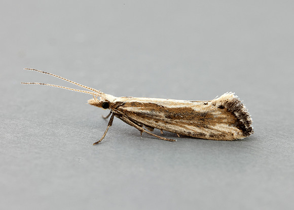 18.003 BF465 Plutella porrectella