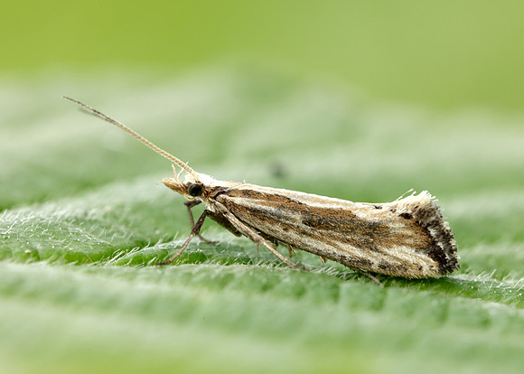 18.003 BF465 Plutella porrectella