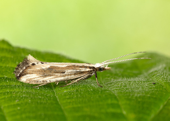 18.003 BF465 Plutella porrectella