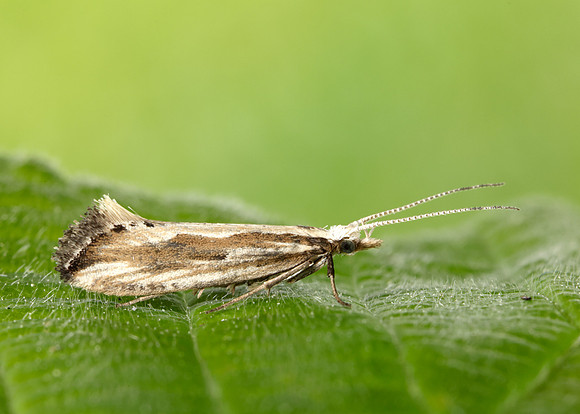 18.003 BF465 Plutella porrectella