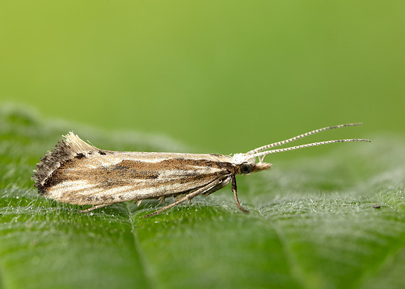 18.003 BF465 Plutella porrectella