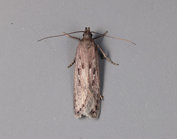 35.017 BF797 Neofaculta ericetella