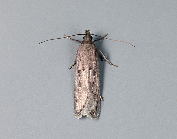 35.017 BF797 Neofaculta ericetella