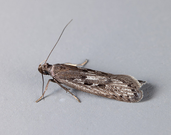35.017 BF797 Neofaculta ericetella