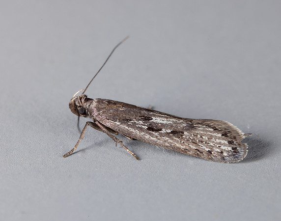 35.017 BF797 Neofaculta ericetella