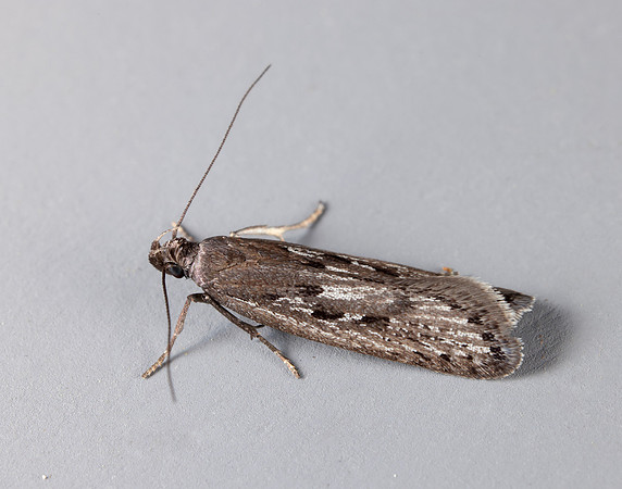 35.017 BF797 Neofaculta ericetella
