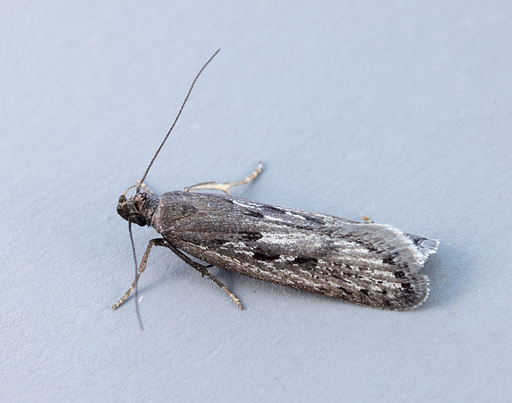 35.017 BF797 Neofaculta ericetella