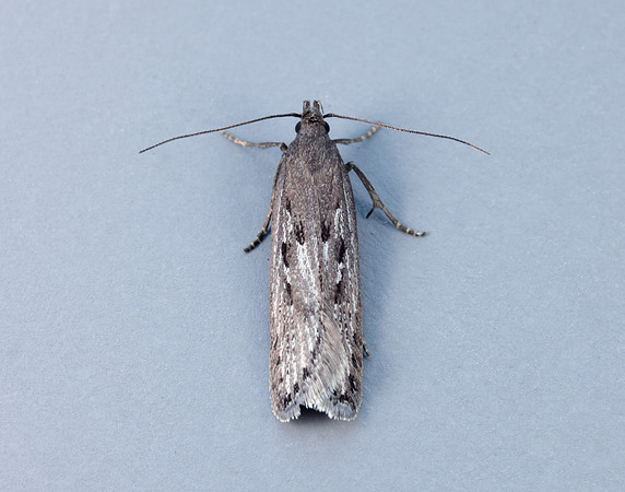 35.017 BF797 Neofaculta ericetella