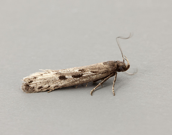 35.017 BF797 Neofaculta ericetella