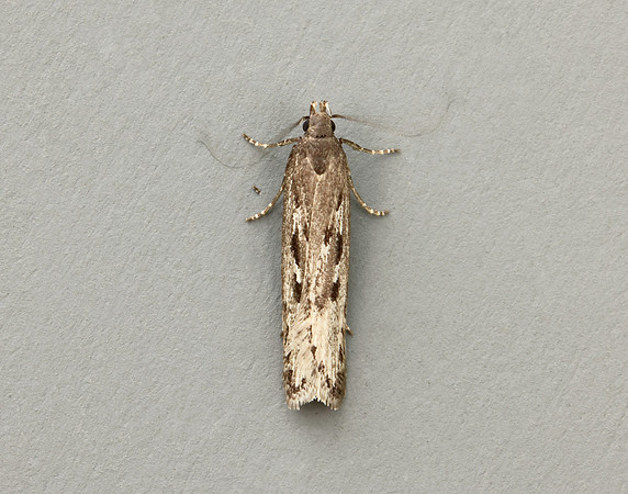 35.017 BF797 Neofaculta ericetella