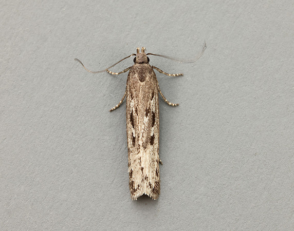 35.017 BF797 Neofaculta ericetella