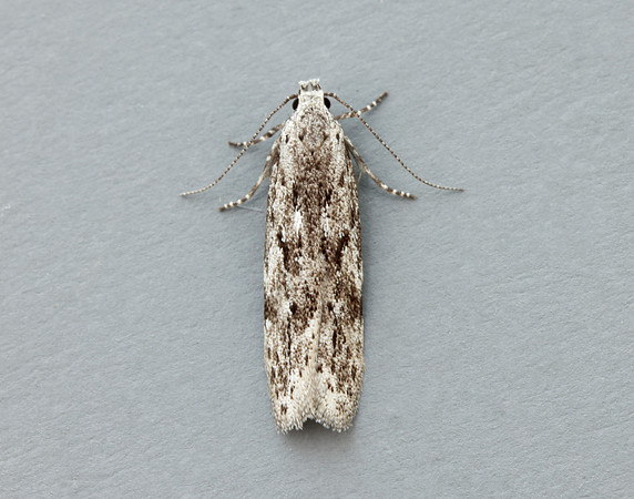 35.151 BF770 Carpatolechia proximella