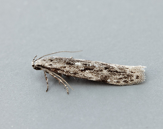 35.151 BF770 Carpatolechia proximella