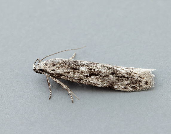 35.151 BF770 Carpatolechia proximella