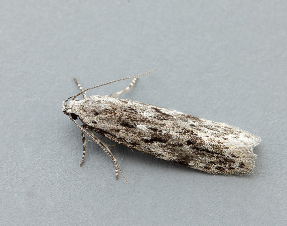 35.151 BF770 Carpatolechia proximella