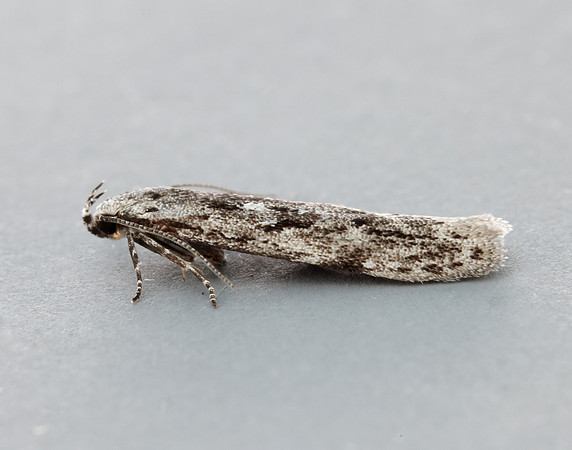 35.151 BF770 Carpatolechia proximella