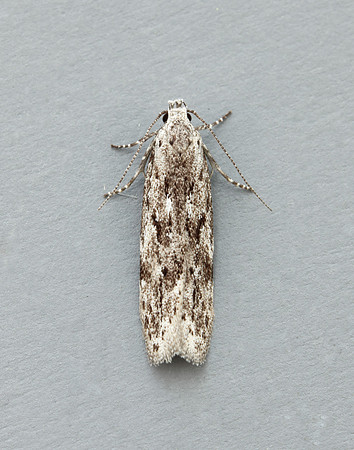 35.151 BF770 Carpatolechia proximella
