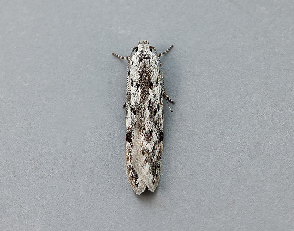35.151 BF770 Carpatolechia proximella