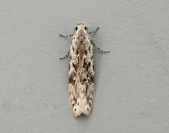 35.151 BF770 Carpatolechia proximella