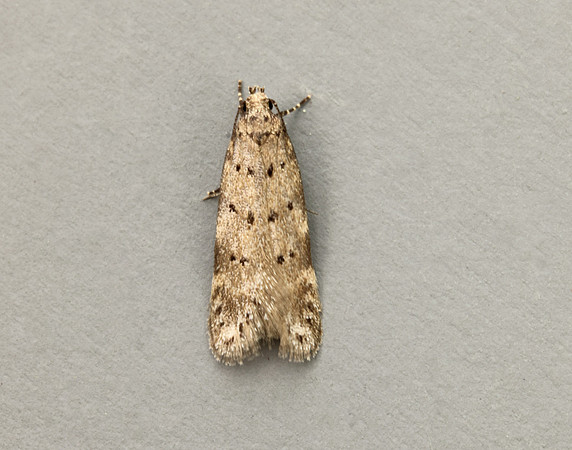 35.153 BF773 Pseudotelphusa paripunctella