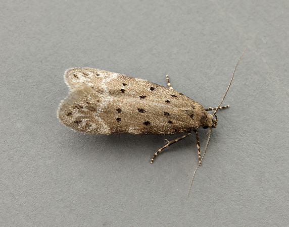 35.153 BF773 Pseudotelphusa paripunctella