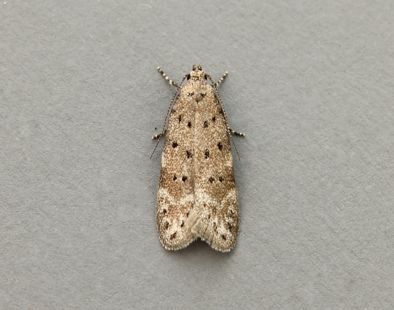 35.153 BF773 Pseudotelphusa paripunctella