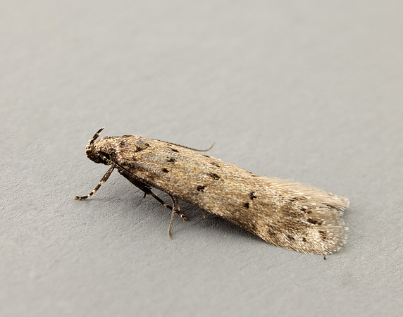 35.153 BF773 Pseudotelphusa paripunctella
