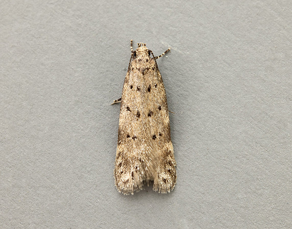 35.153 BF773 Pseudotelphusa paripunctella