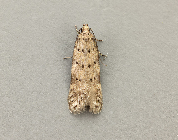 35.153 BF773 Pseudotelphusa paripunctella
