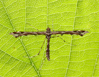 45.010 BF1497 Beautiful Plume Amblyptilia acanthadactyla