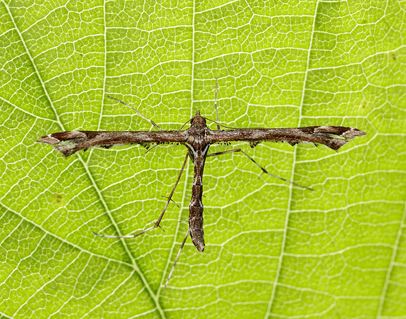 45.010 BF1497 Beautiful Plume Amblyptilia acanthadactyla