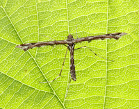 45.010 BF1497 Beautiful Plume Amblyptilia acanthadactyla