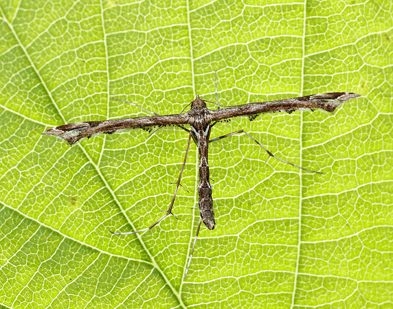 45.010 BF1497 Beautiful Plume Amblyptilia acanthadactyla