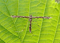 45.010 BF1497 Beautiful Plume Amblyptilia acanthadactyla
