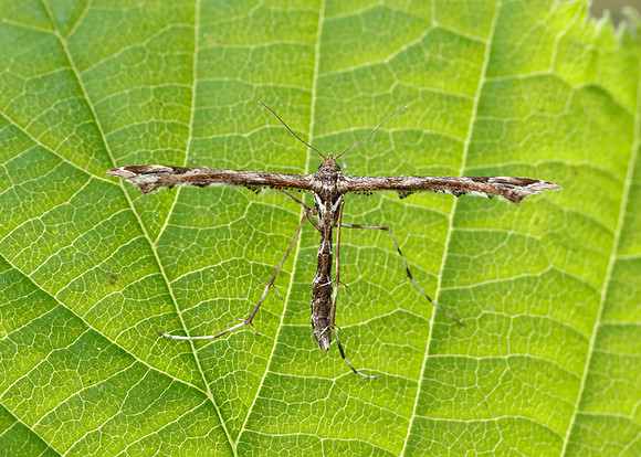 45.010 BF1497 Beautiful Plume Amblyptilia acanthadactyla