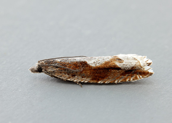 49.202 BF1118 Ancylis uncella