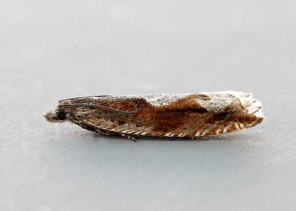49.202 BF1118 Ancylis uncella