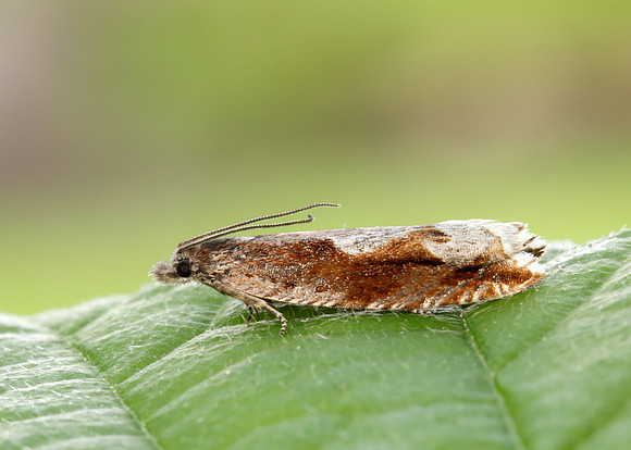 49.202 BF1118 Ancylis uncella