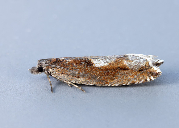 49.202 BF1118 Ancylis uncella