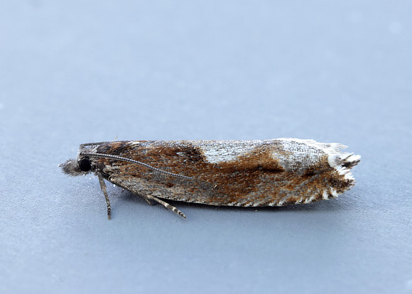 49.202 BF1118 Ancylis uncella