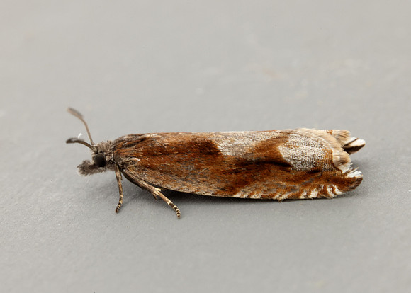 49.202 BF1118 Ancylis uncella