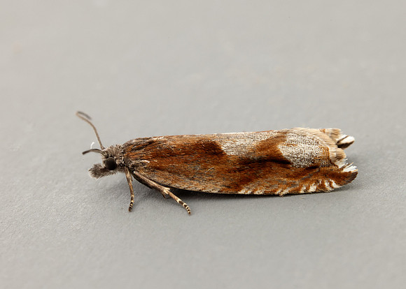 49.202 BF1118 Ancylis uncella