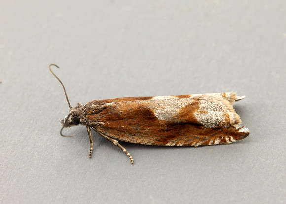 49.202 BF1118 Ancylis uncella