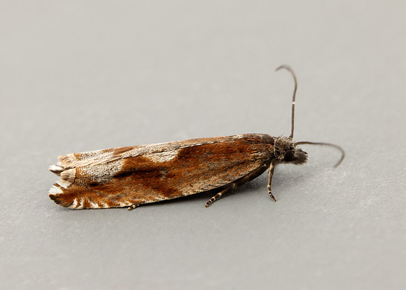 49.202 BF1118 Ancylis uncella