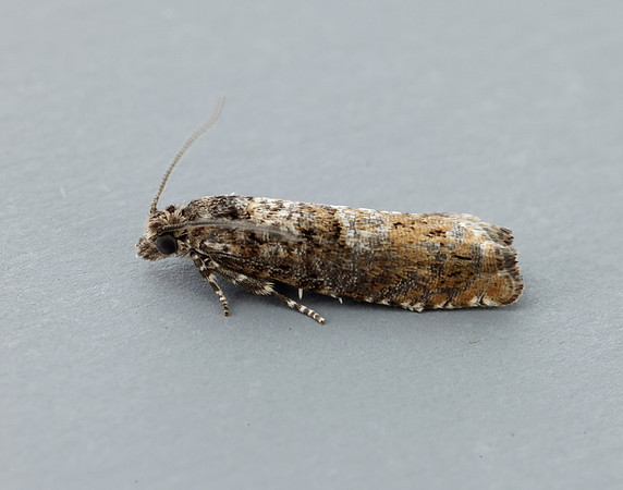 49.240 BF1136 Epinotia immundana
