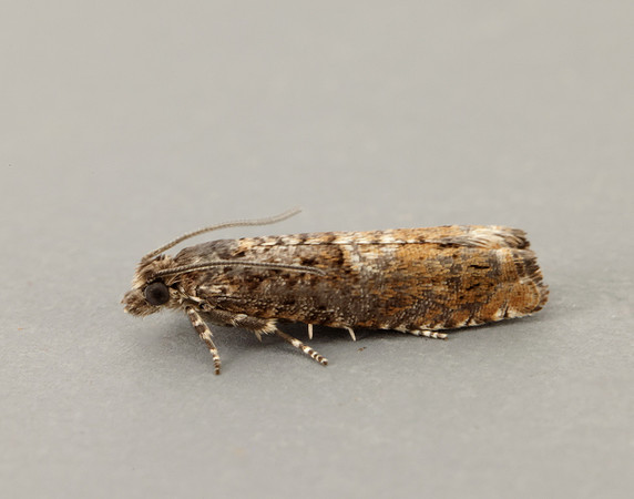 49.240 BF1136 Epinotia immundana