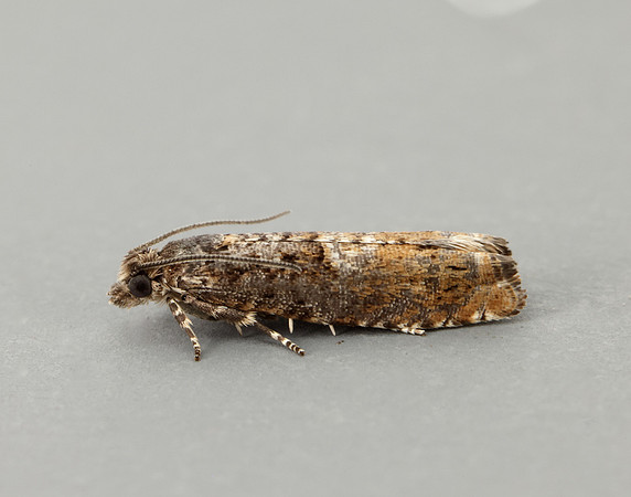 49.240 BF1136 Epinotia immundana