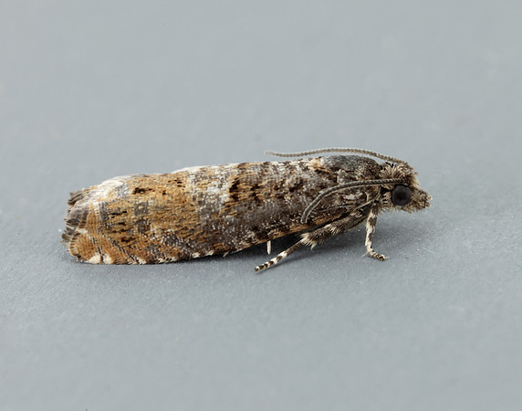 49.240 BF1136 Epinotia immundana